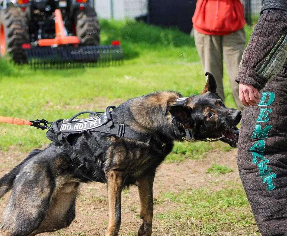 A German Shepherd working a bite-suit protection drill with a decoy at Hasley Canyon Ranch K9 Training in Castaic, CA